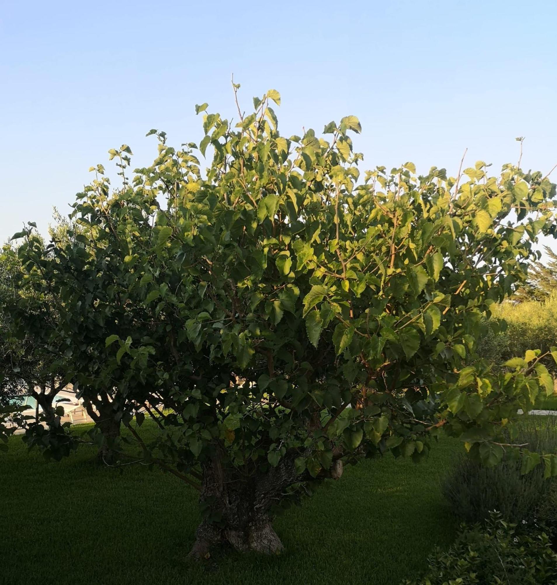 Casale La Macina - Hotel, Hotel